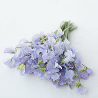 A bunch of Sweet Pea Solstice Light Blue