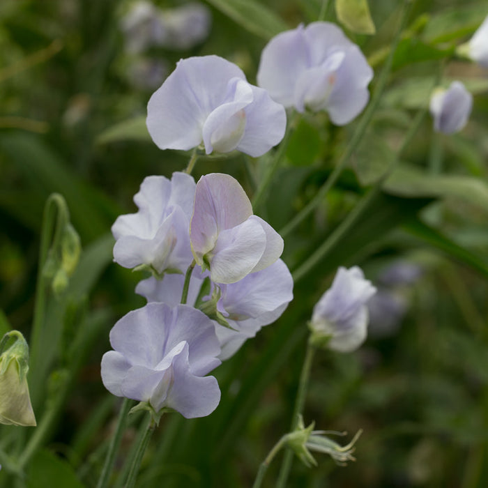 A close up of Sweet Pea Solstice Light Blue
