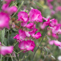 A close up of Sweet Pea Solstice Rose