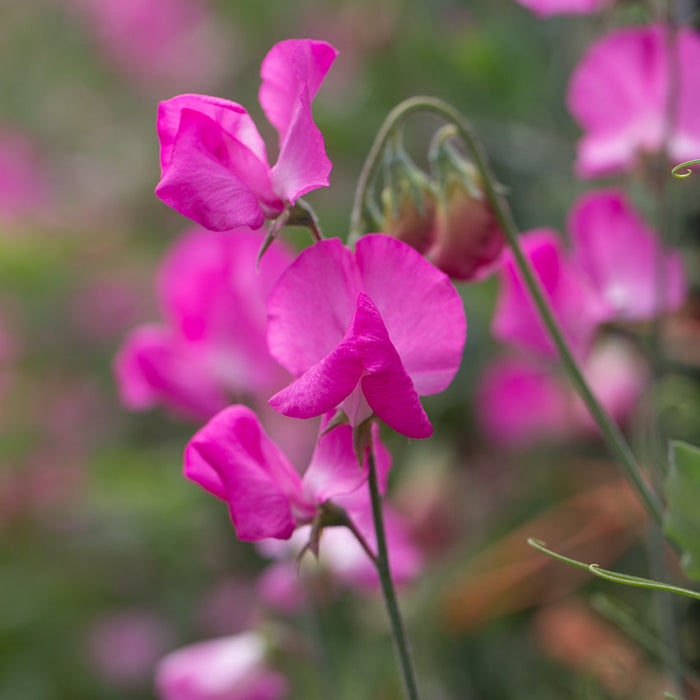 A close up of Sweet Pea Solstice Rose