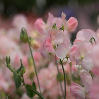 A close up of Sweet Pea Spring Sunshine Champagne