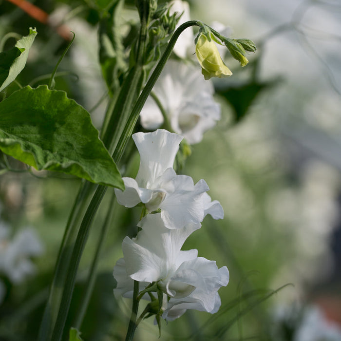 A close up of Sweet Pea White Frills