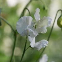 A close up of Sweet Pea White Supreme