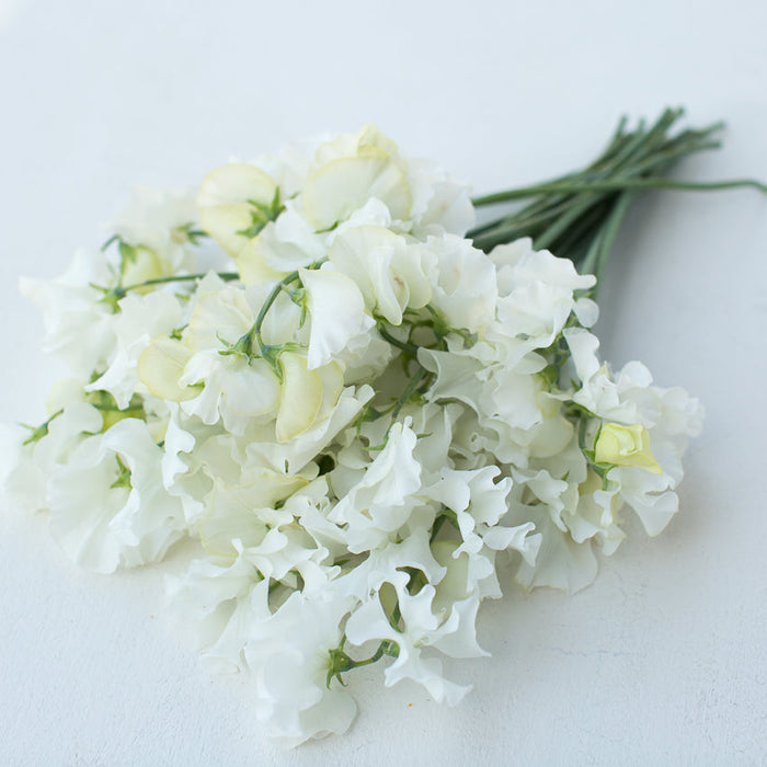 A bunch of Sweet Pea White Supreme