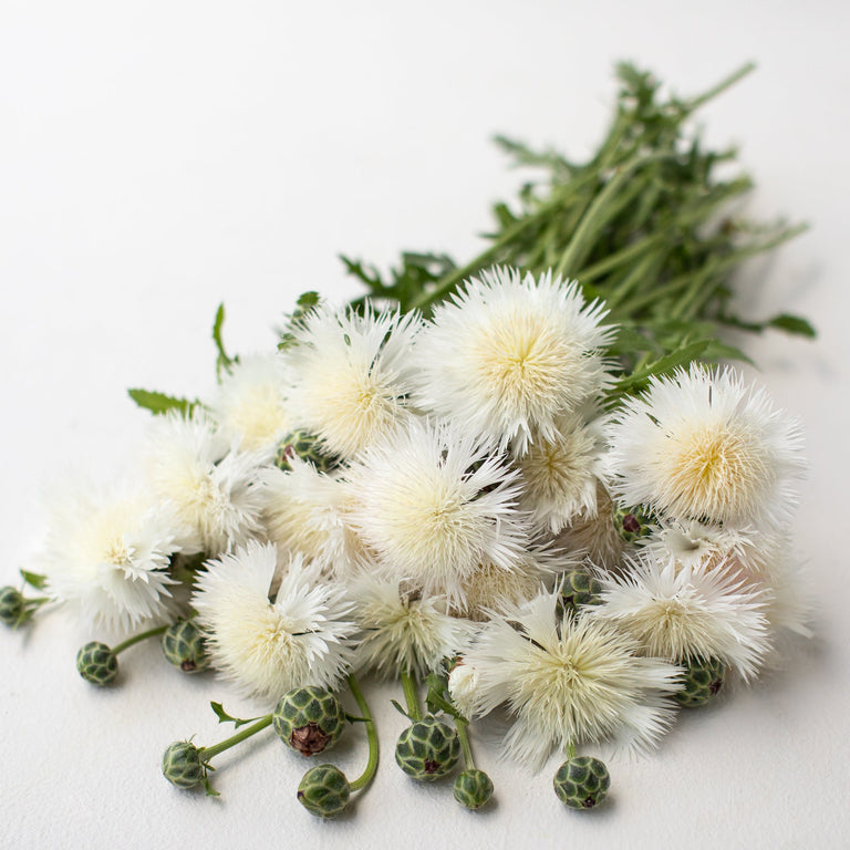 sweet sultan flower seeds Sweet Sultan Imperial Bride White – Floret Library