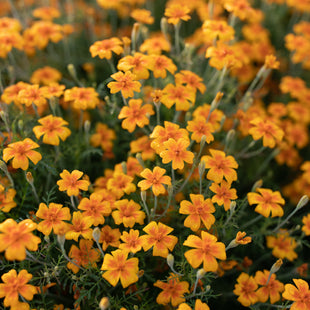 A close up of Marigold Tangerine Gem