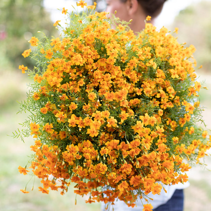 tangerine french marigold seeds Marigold Tangerine Gem – Floret Library