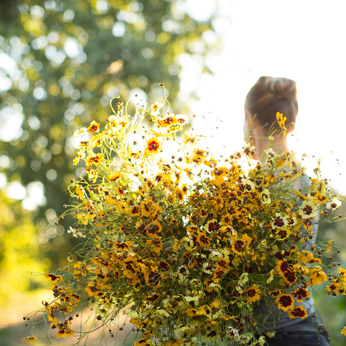 tick seed flower Tickseed Incredible – Floret Library