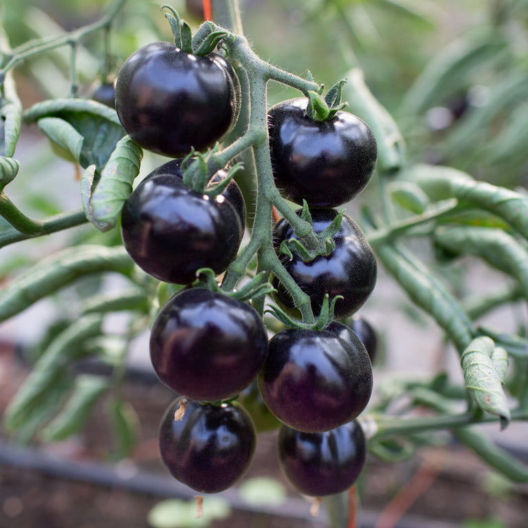 indigo rose tomato seeds uk Tomato Indigo Rose – Floret Library