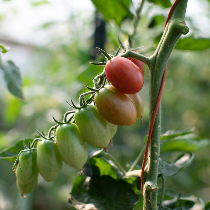 A close up of Tomato Sunpeach