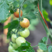 A close up of Tomato Sunpeach