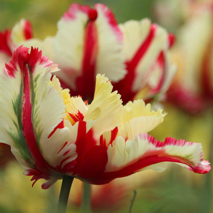 A close up of Tulip Flaming Parrot