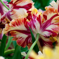 A close up of Tulip Flaming Parrot