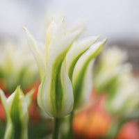 A close up of Tulip Green Star