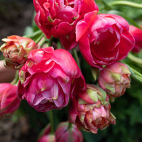 A close up of Tulip Renown Unique