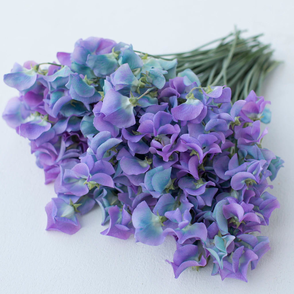 Sweet Pea Turquoise – Floret Library