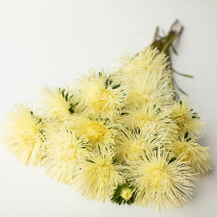 A bunch of China Aster Valkyrie Yellow