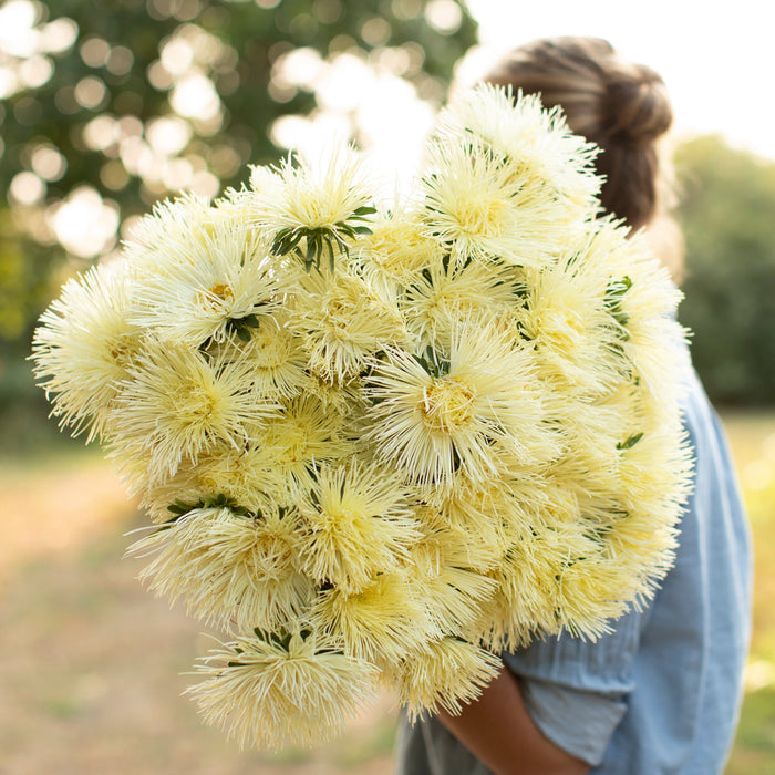 An armload of China Aster Valkyrie Yellow