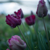A close up of Tulip Victoria's Secret Purple