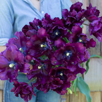 An armload of Tulip Victoria's Secret Purple