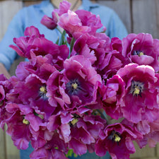 A handful of Tulip Victoria's Secret Pink