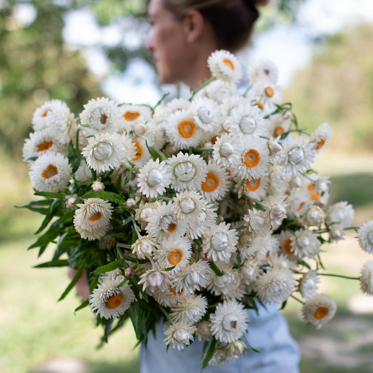 An armload of Strawflower Vintage White