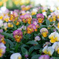 Pansy Viola Gem Apricot Antique growing in the field