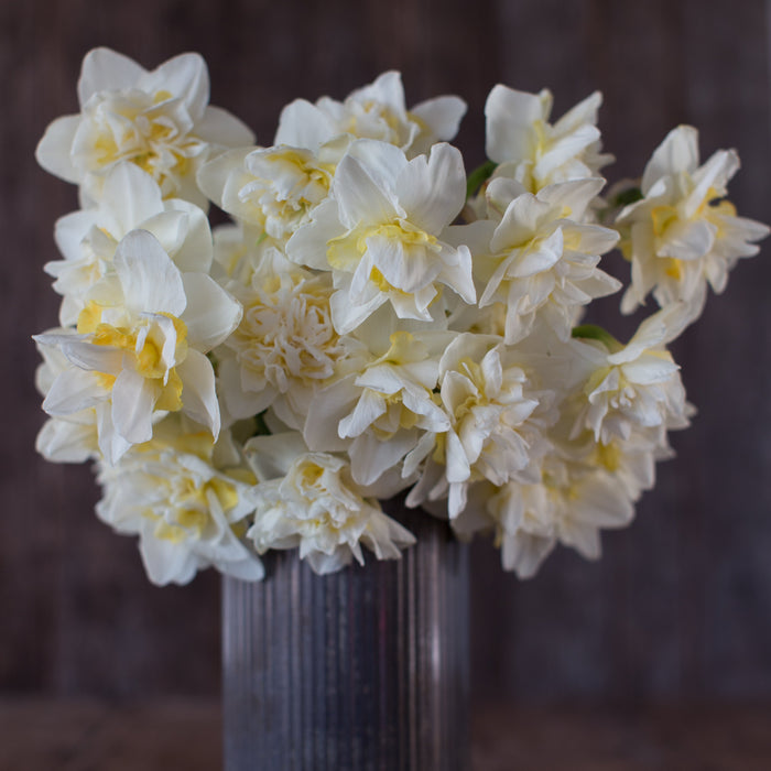 A bouquet of Narcissus White Lion