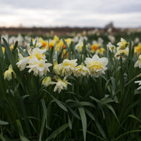 Narcissus White Lion growing in the field