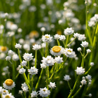 A close up of Winged Everlasting