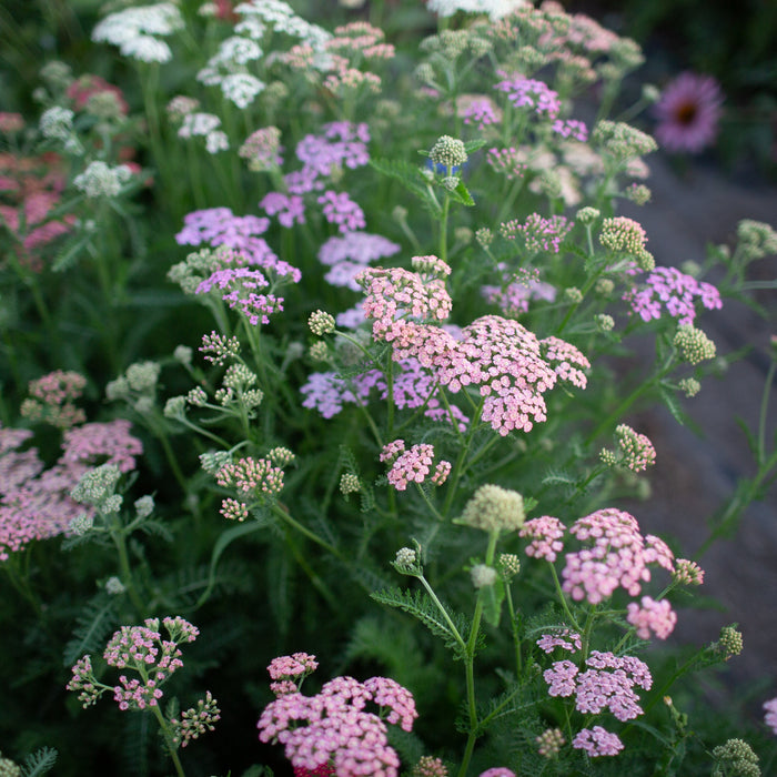 Yarrow Library Yarrow Plant Leaves