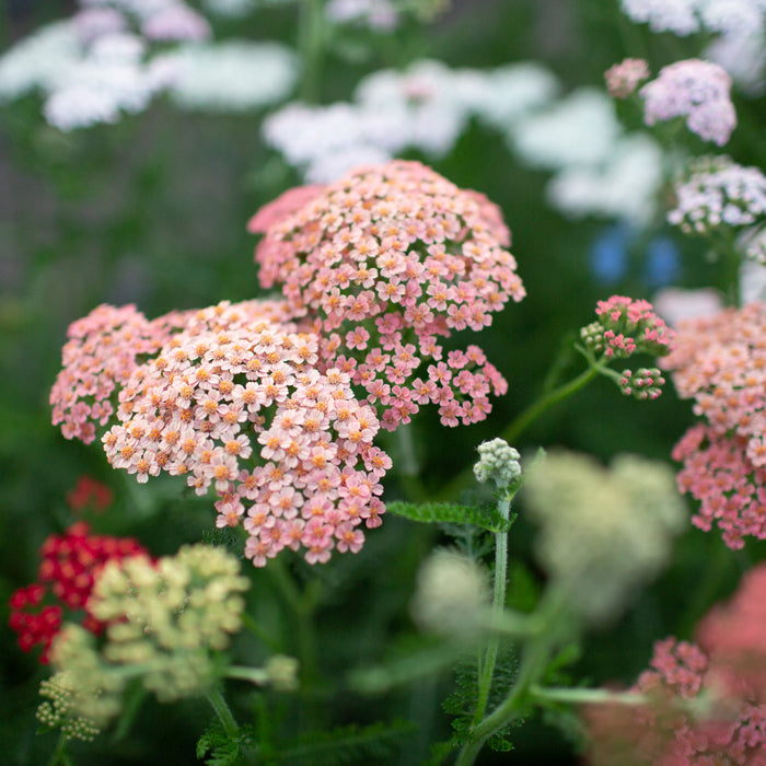 Yarrow Library Yarrow Flower Bouquet Yarrow | New Hampshire Garden Solutions