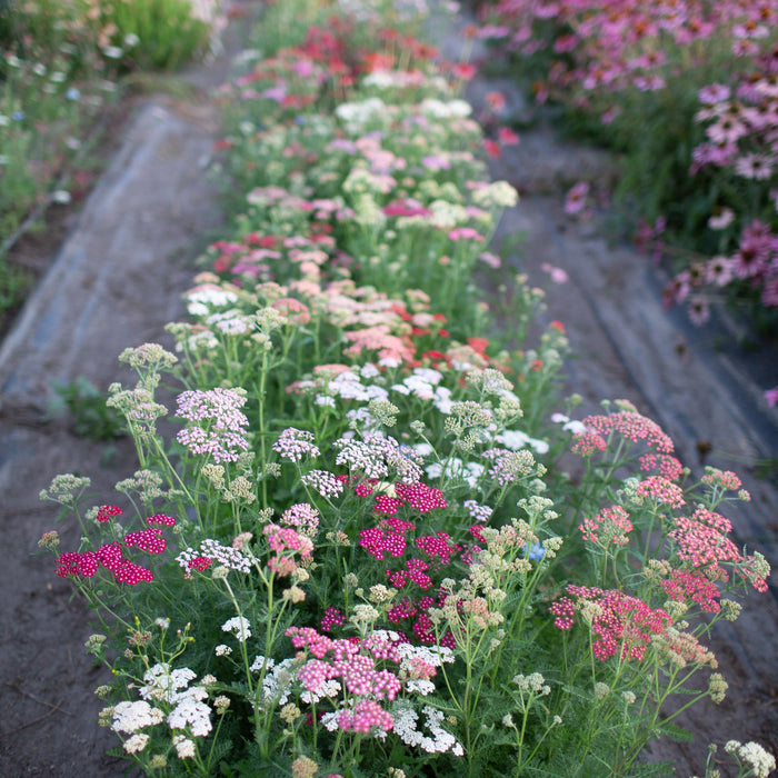 Yarrow Library Yarrow Summer Berries – Floret Library