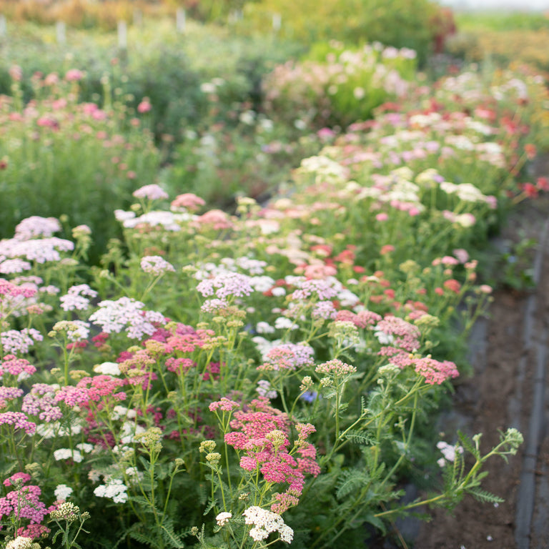 Yarrow Library Yarrow Summer Berries – Floret Library