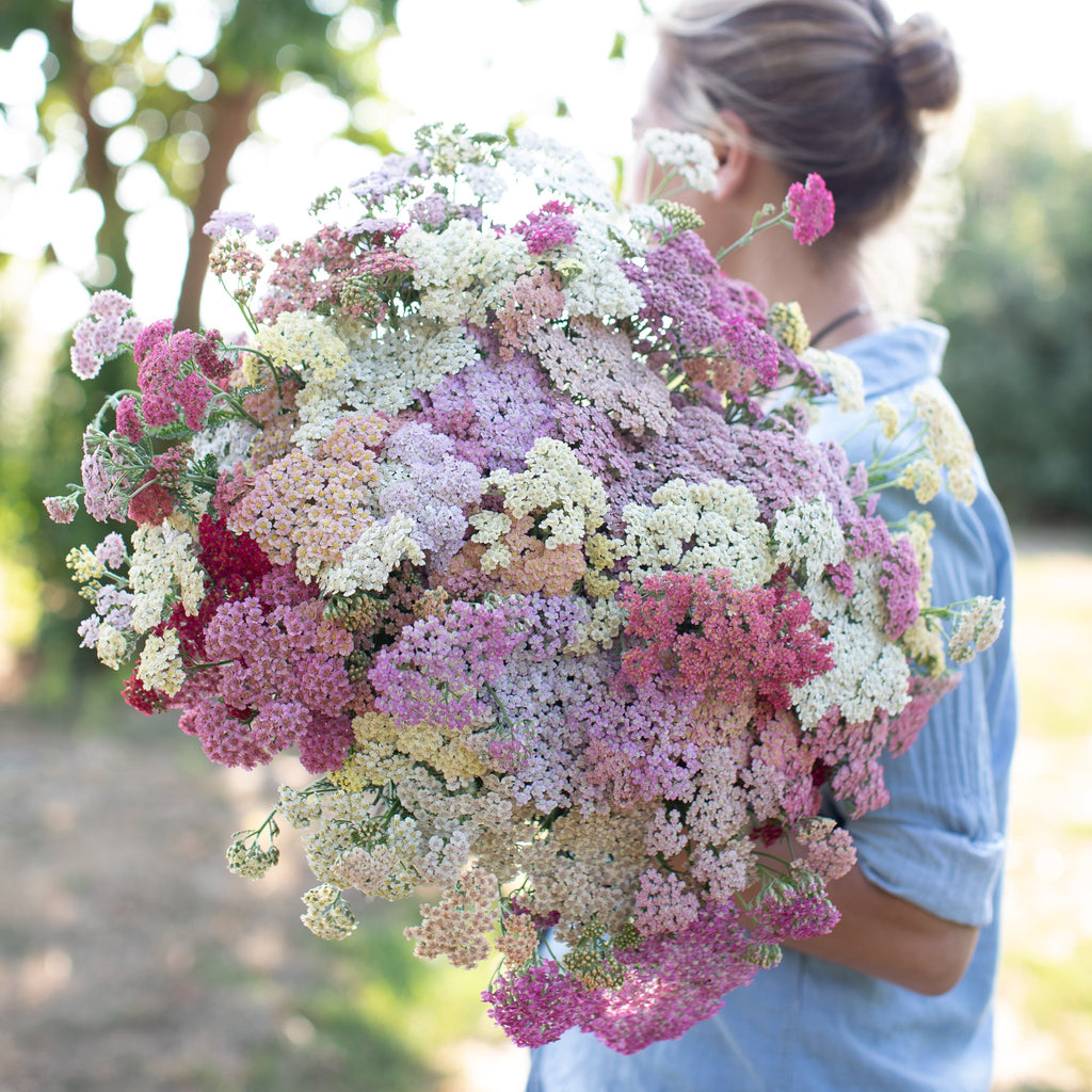 Yarrow Library Yarrow Summer Berries – Floret Library