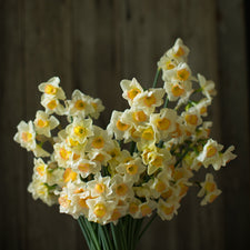 An overhead of Narcissus Yazz