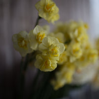 A close up of Narcissus Yellow Cheerfulness