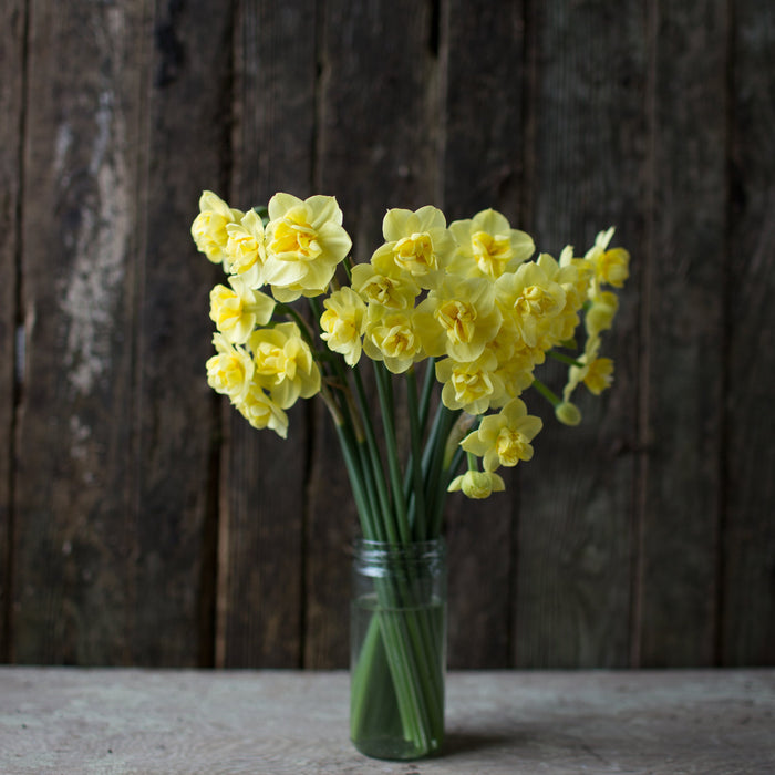 A bunch of Narcissus Yellow Cheerfulness