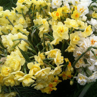 An overhead of Narcissus Yellow Cheerfulness