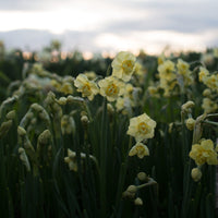 Narcissus Yellow Cheerfulness growing in the field
