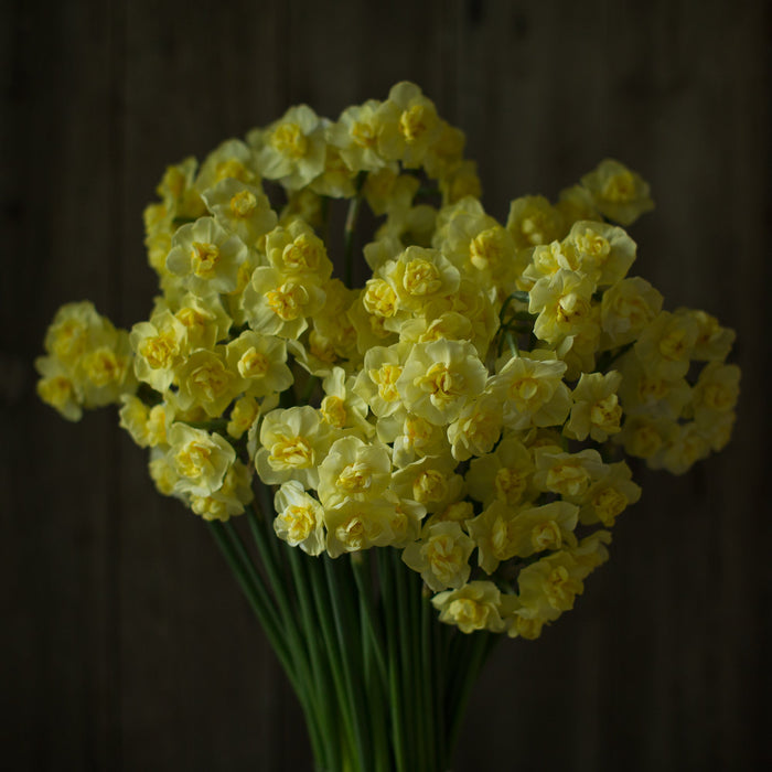 An overhead of Narcissus Yellow Cheerfulness