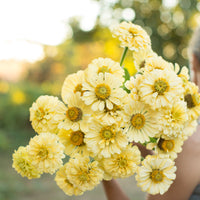 An armload of Zinnia Isabellina Creamy Yellow